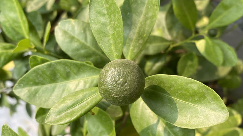 desert lime on tree