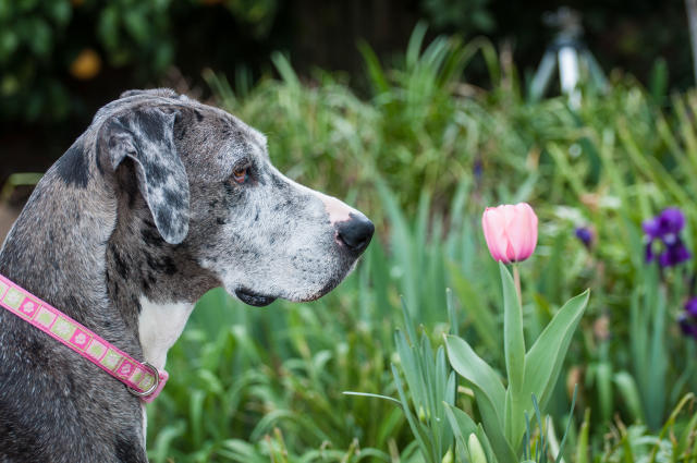 are clematis lilies safe for dogs