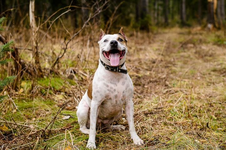 <p>If you want a dog that loves to walk, these pooches are always eager and happy to go for a walk outside. </p>