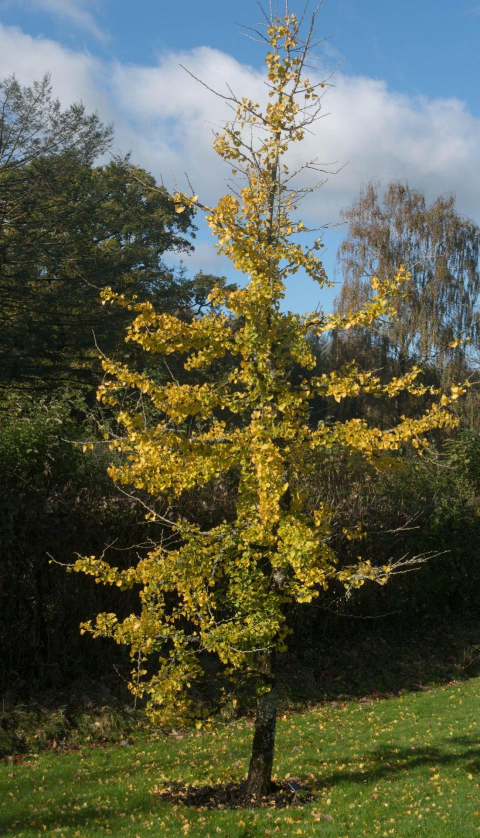 Going, going, gone: a third of the world’s estimated 615 conifer species are under threat of extinction