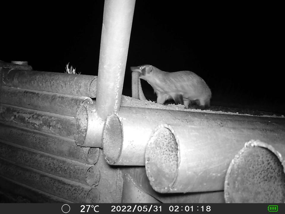 A badger holds a snake in its mouth, seen on a night camera in Iowa Park.