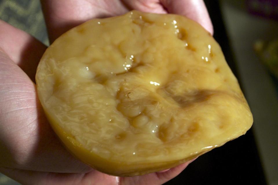 SCOBY para la producción de kombucha. <a href="https://en.wikipedia.org/wiki/File:SCOBY_mushroom.jpg" rel="nofollow noopener" target="_blank" data-ylk="slk:Lukas Chin / Wikimedia Commons;elm:context_link;itc:0;sec:content-canvas" class="link ">Lukas Chin / Wikimedia Commons</a>, <a href="http://creativecommons.org/licenses/by-sa/4.0/" rel="nofollow noopener" target="_blank" data-ylk="slk:CC BY-SA;elm:context_link;itc:0;sec:content-canvas" class="link ">CC BY-SA</a>