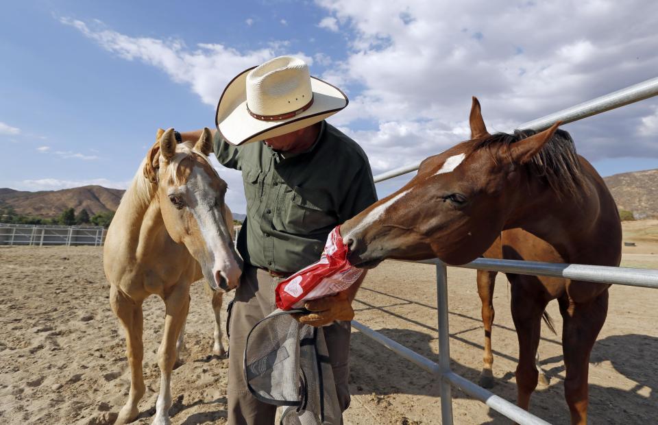 In this Aug. 29, 2013 photo, Leo Grillo pats one horse while another, Max, tries to sneak a treat from a bag at Grillo's DELTA (Dedication & Everlasting Love to Animals) Rescue complex in Acton, Calif. Nearly 35 years ago, Grillo thought he could get people to stop dumping dogs and cats in the forests and deserts of Southern California. After more than three decades, there is no end to the number of animals he finds discarded on the side of the road. Delta Rescue is now the largest no-kill, care-for-life sanctuary in the nation for abandoned pets, home to some 1,500 dogs, cats and horses with 50 employees, a state-of-the-art hospital with full-time veterinarian, and his own fire department. (AP Photo/Reed Saxon)