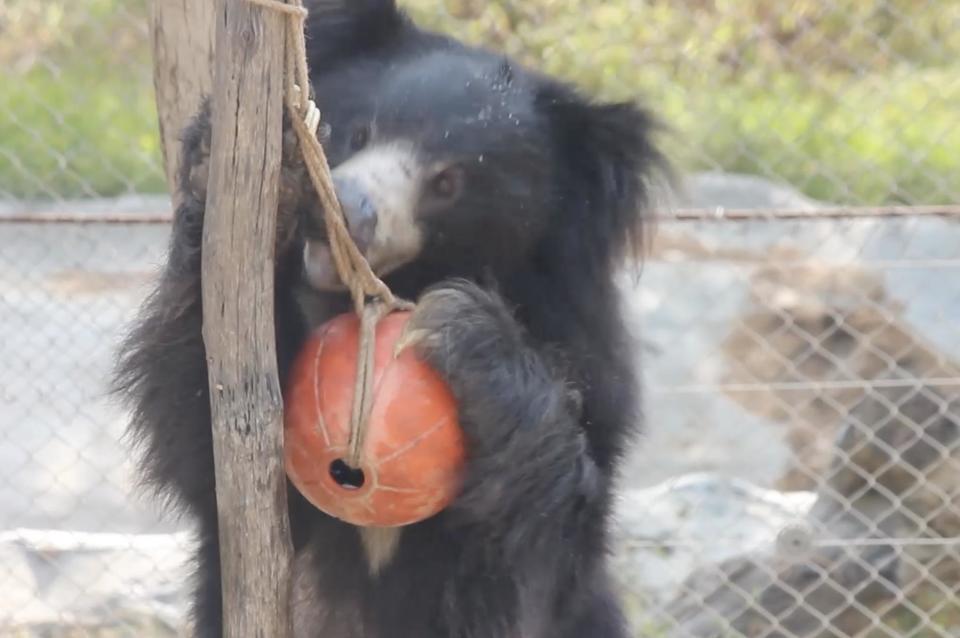 Rescued 'dancing bear' explores new home in sanctuary after successful quarantine