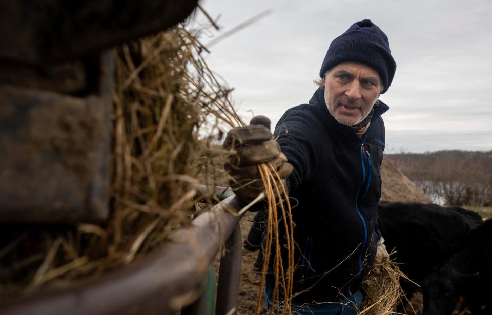 Ray Moses, 56, a beef cattle farmer, rips the rope wrapping around a large hay bale before feeding his brood cows early in the morning on his Livingston County farm on Tuesday, March 19, 2024.