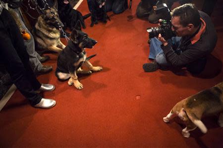 A photographer takes a picture of a German Shepherd puppy at the American Kennel Club (AKC) in New York January 31, 2014. REUTERS/Eric Thayer