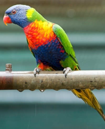 Rainbow lorikeets spotted in Esperance