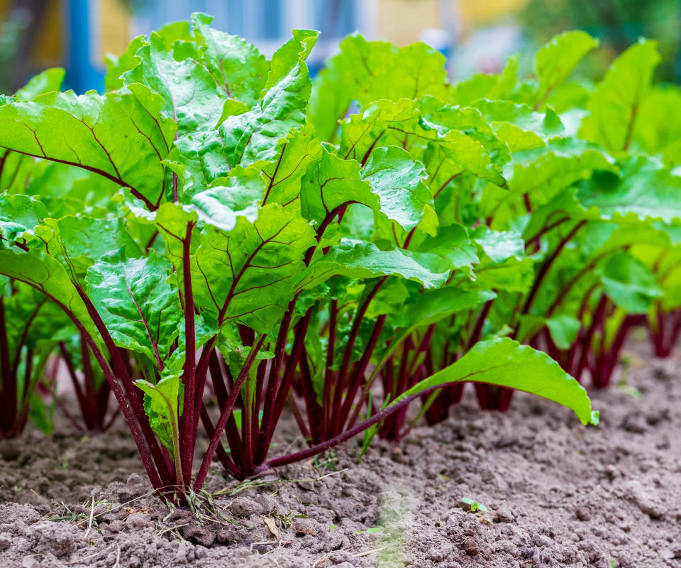 beetroot seedlings jostling for position in allotment kitchen garden