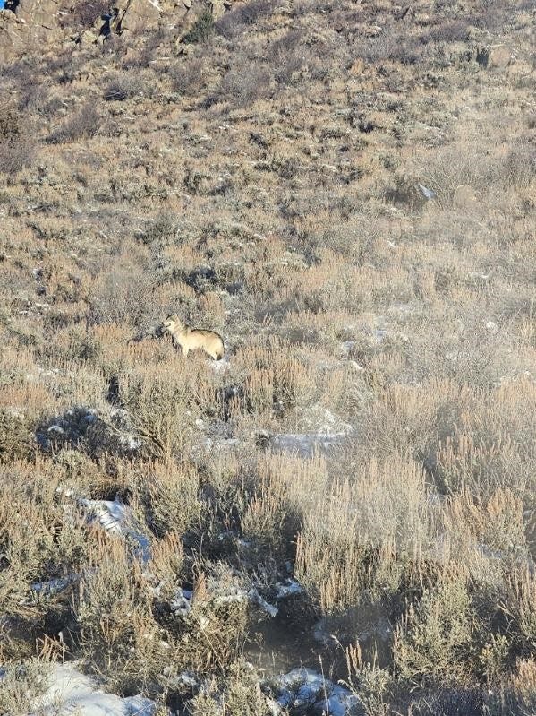 This is believed to be one of the first wolves released into Colorado as part of its reintroduction program. The photo was taken southwest of Kremmling on Tuesday.