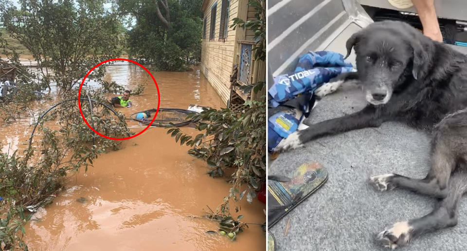 A rescuer wades through chest-high water to save a dog stuck in a tree.