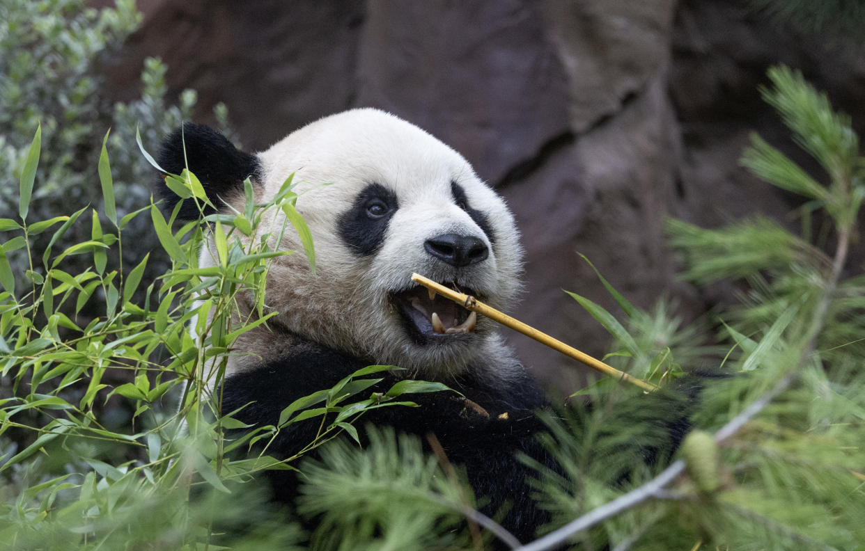 Yun Chuan eats bamboo. 