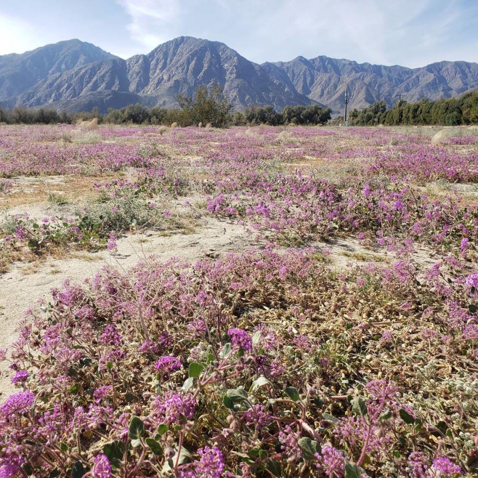 Wildflowers seen at Anza-Borrego Desert State Park in 2023.