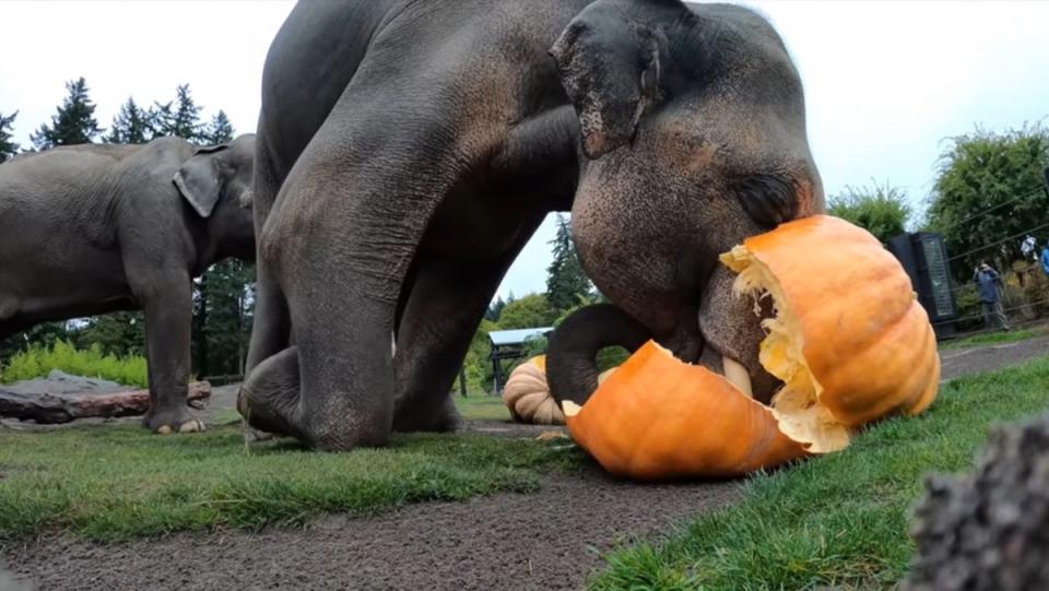 an elephant kneels and smashes a large pumpkin with his trunk