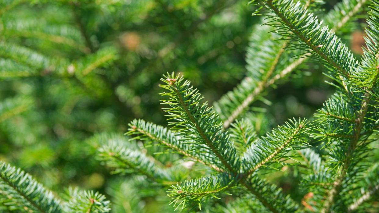 types of christmas trees, balsam fir tree branches