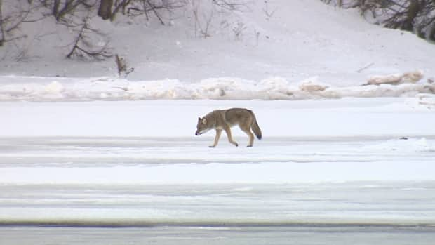 A coyote was sighted in the Charlottetown area last winter, on the ice near North River Road.