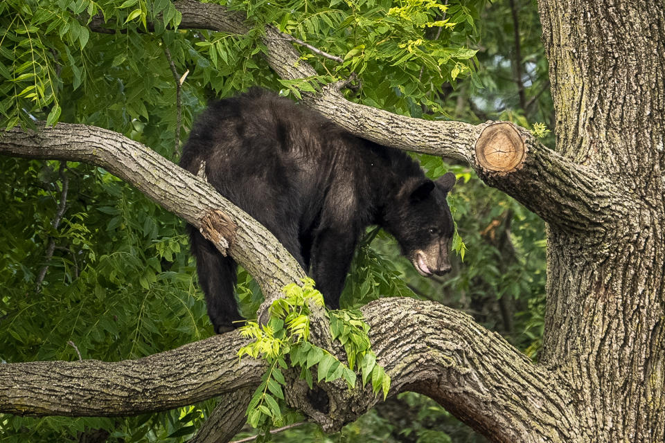A black bear sits in a tree while police attempt to keep it in place until wildlife authorities can arrive on scene in the residential Brookland neighborhood in Northeast Washington, in Washington, Friday, June 9, 2023. The bear was eventually tranquilized by the Humane Rescue Alliance and taken away in a cage by the Smithsonian's National Zoo. (AP Photo/Andrew Harnik)
