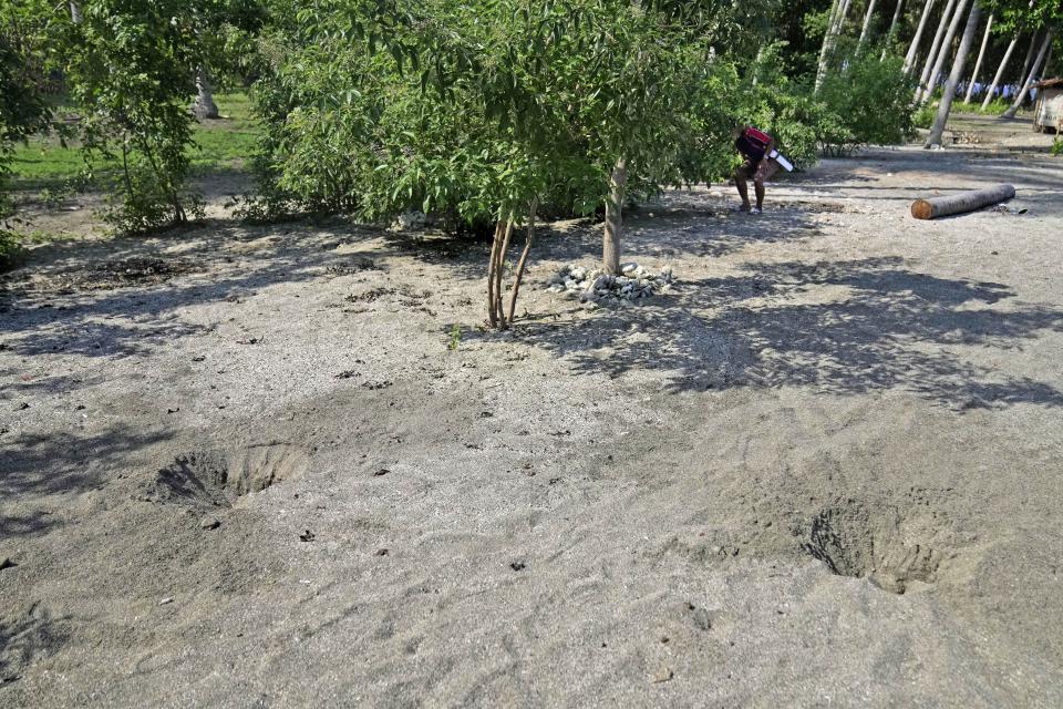 A poacher, top right, looks for a newly laid maleo egg on a beach in Mamuju, West Sulawesi, Indonesia, Friday, Oct. 27, 2023. Poachers sell the eggs for 15,000 rupiah ($1) to people who consider them a delicacy, like caviar. (AP Photo/Dita Alangkara)