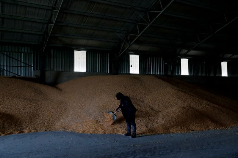 An employee shovels corn at a grain storage in a farm, in Timar