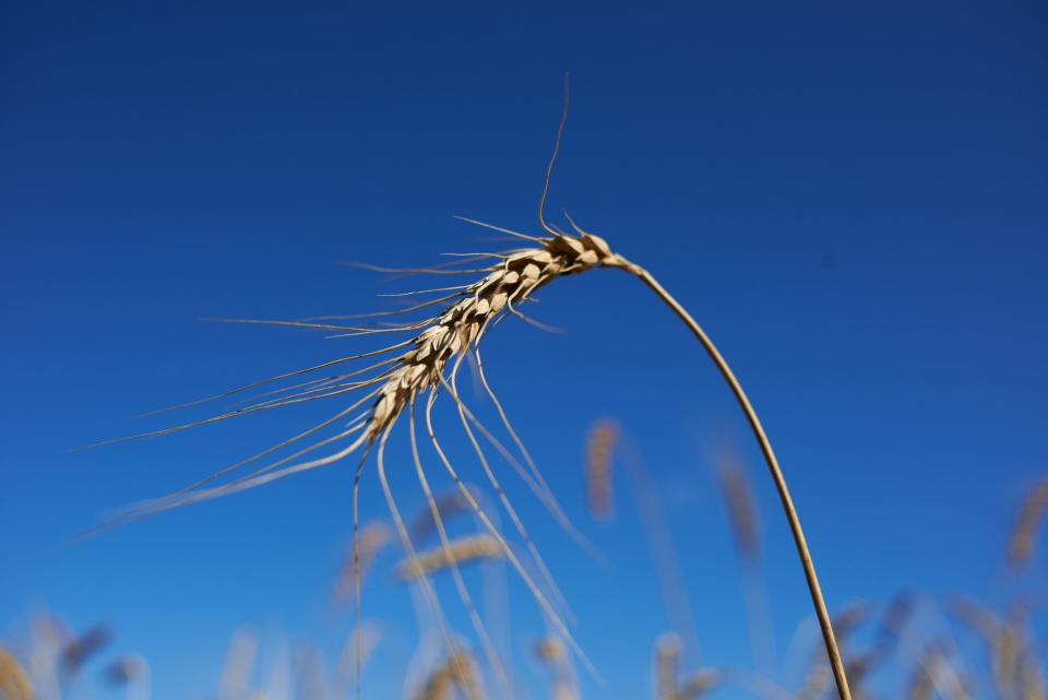 wheat in field