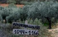 Of roughly 100,000 centuries-old olive trees abandoned in the Oliete area, more than 7,000 have been revived by the adoption project launched four years ago. Here the project's website is advertised by an abandoned grove