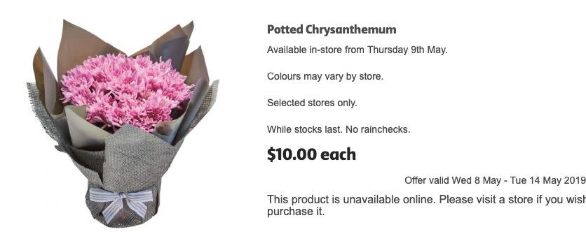 Coles' $10 potted chrysanthemum mother's day gift. (Image: Coles)