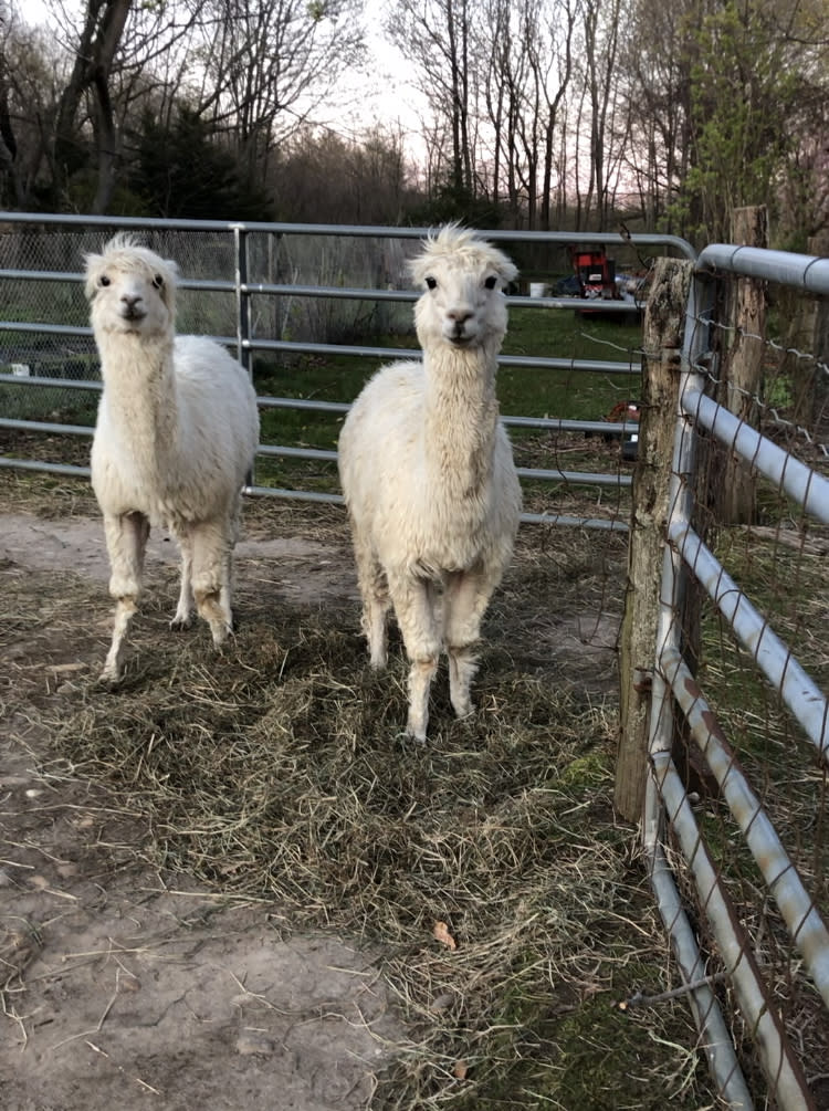 Biali (left) and Dylan (right) hanging out on Red Barn Farm. (Photo: Ashley Yakaboski)