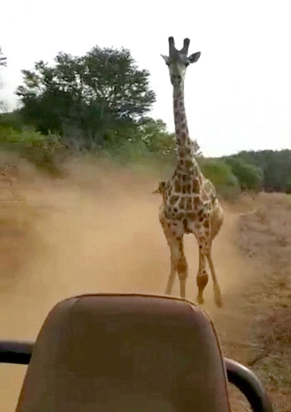 charging giraffe