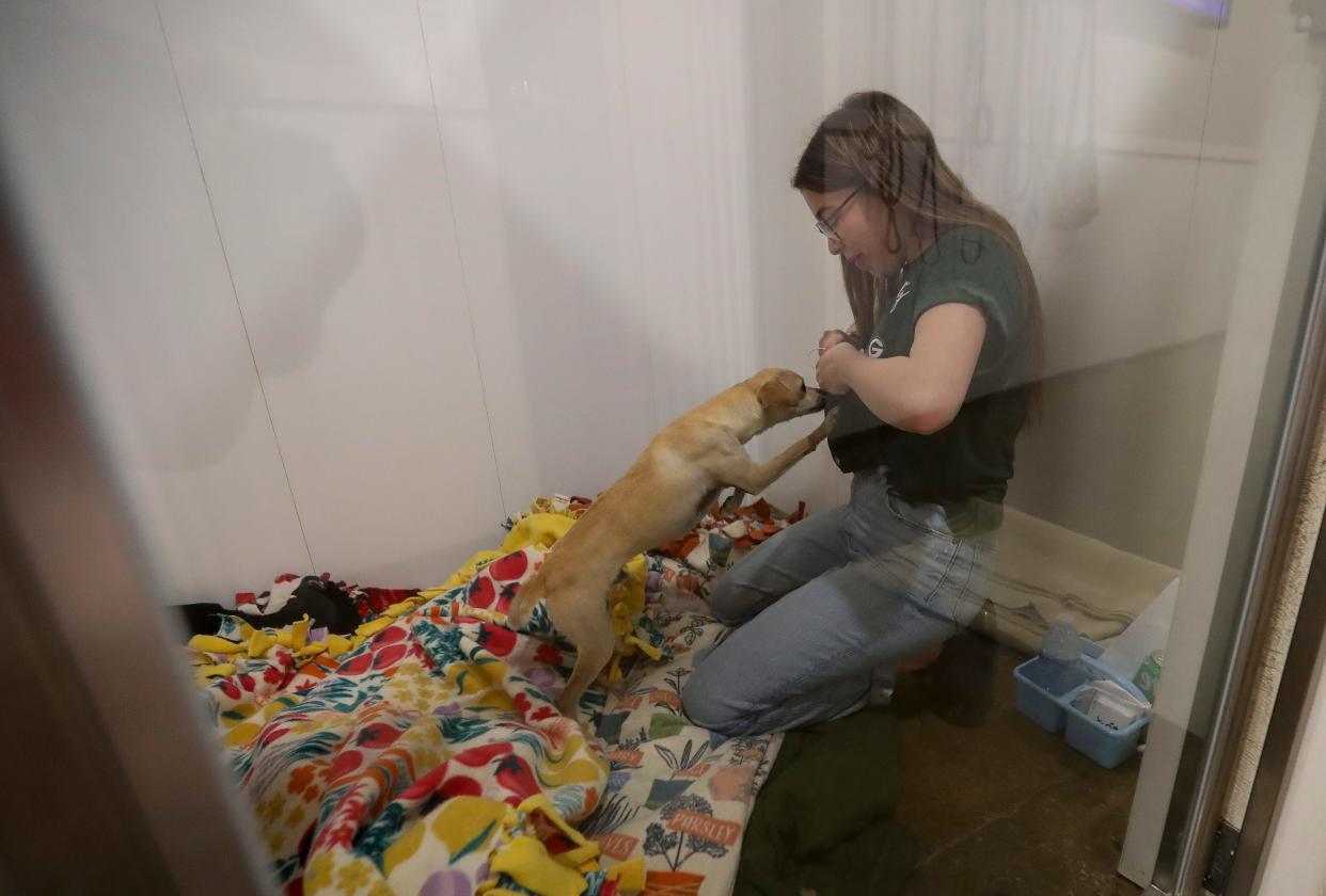 Tori Harvel prepares a kennel as her sleeping quarters for the night as part of Happily Ever After Animal Sanctuary's Shelter Slumber Pawty on April 6 in Ashwaubenon.