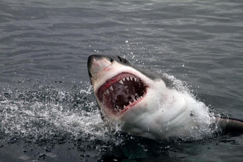 Bournemouth Echo: There have been reported sightings of great white sharks in UK waters dating back to 1965.