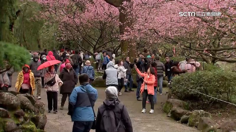 寒流影響天氣冷颼颼，民眾仍不減興致出門賞櫻。