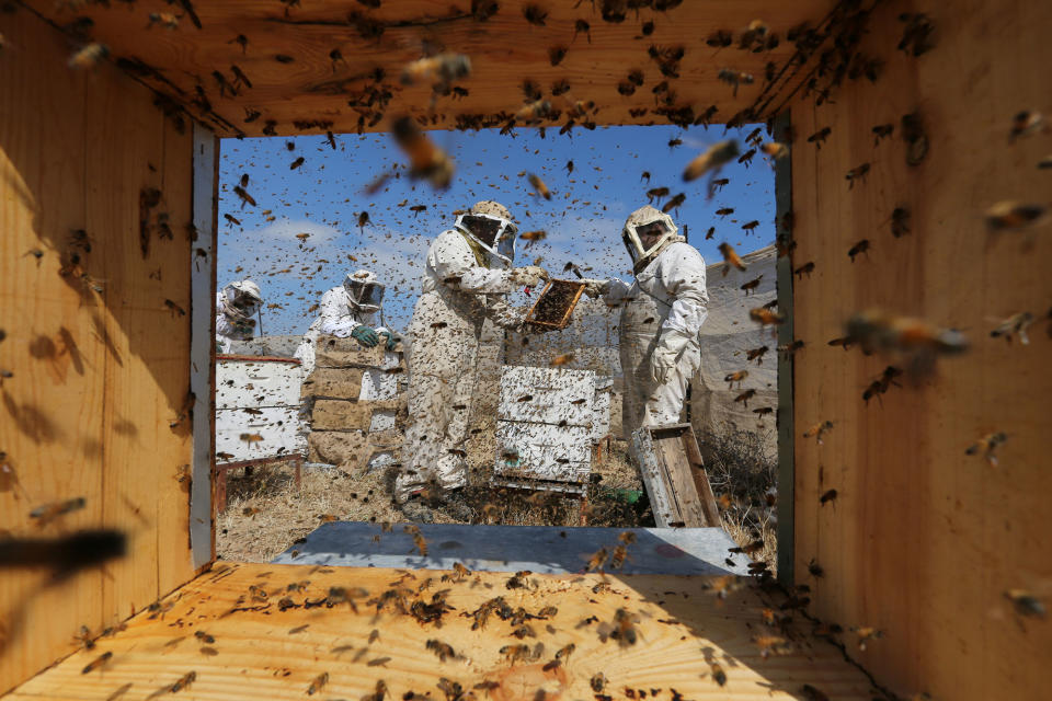 Beekeepers in the Gaza Strip