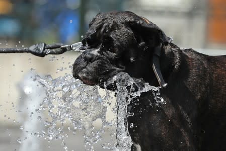 A dog drinks water at a fountain during a hot summer day in Brussels