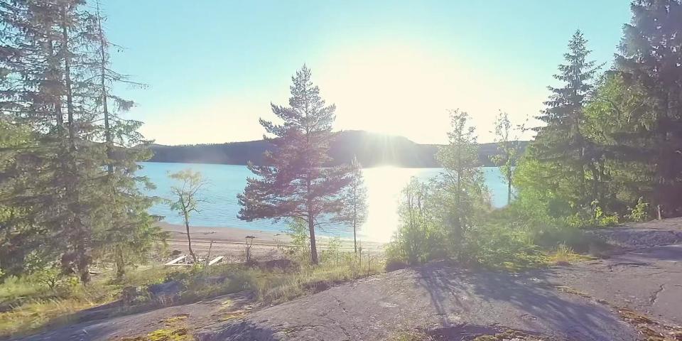 A picture of a lake with several trees