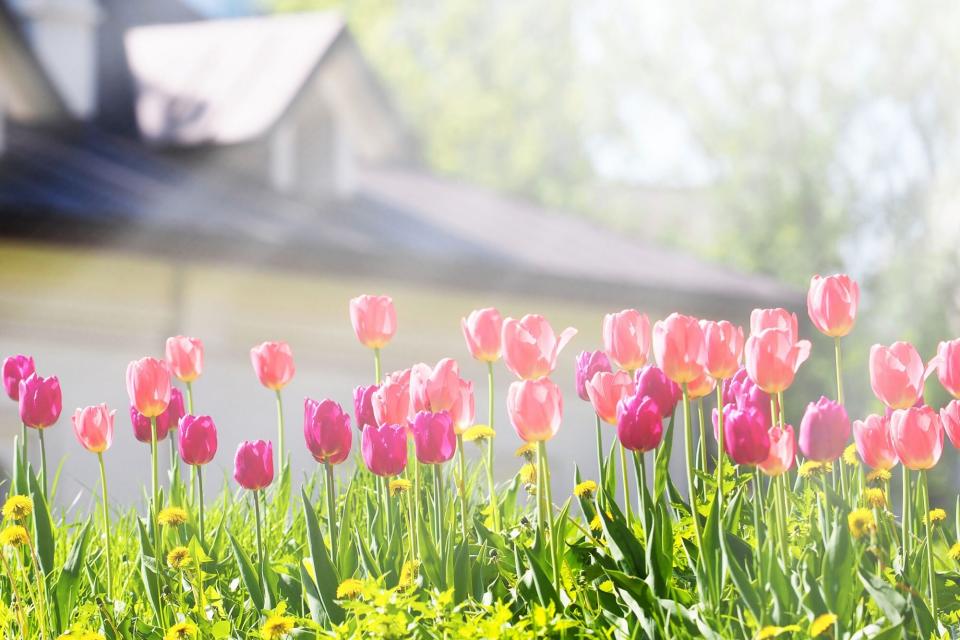 Tulips in garden