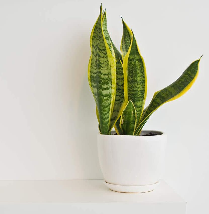 <p>For a dizzying array of options and affordable prices, Amazon is the virtual plant megastore you shouldn't necessarily count out. Looking for a low-maintenance plant that will improve the air quality in your home? Give the <a href="https://www.amazon.com/Friendship-Foliages-Quality-Spathiphyllum-14-18in/dp/B0842C644P?tag=syn-yahoo-20&ascsubtag=%5Bartid%7C10054.g.35711671%5Bsrc%7Cyahoo-us" rel="nofollow noopener" target="_blank" data-ylk="slk:peace lily;elm:context_link;itc:0;sec:content-canvas" class="link ">peace lily</a> a try.</p><p><a class="link " href="https://www.amazon.com/Live-Plants/s?k=Live+Plants&tag=syn-yahoo-20&ascsubtag=%5Bartid%7C10054.g.35711671%5Bsrc%7Cyahoo-us" rel="nofollow noopener" target="_blank" data-ylk="slk:Shop Now;elm:context_link;itc:0;sec:content-canvas">Shop Now</a></p>