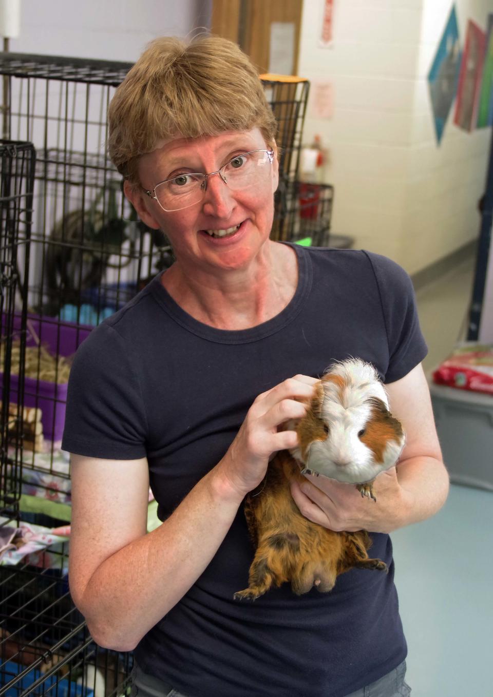 Kirsten MacDonald, a longtime volunteer at the Animal Protection Center of Southeastern Massachusetts in Brockton, holds her favorite guinea pig, Ollie, one of many looking for a permanent home, on Thursday, June 29, 2023.