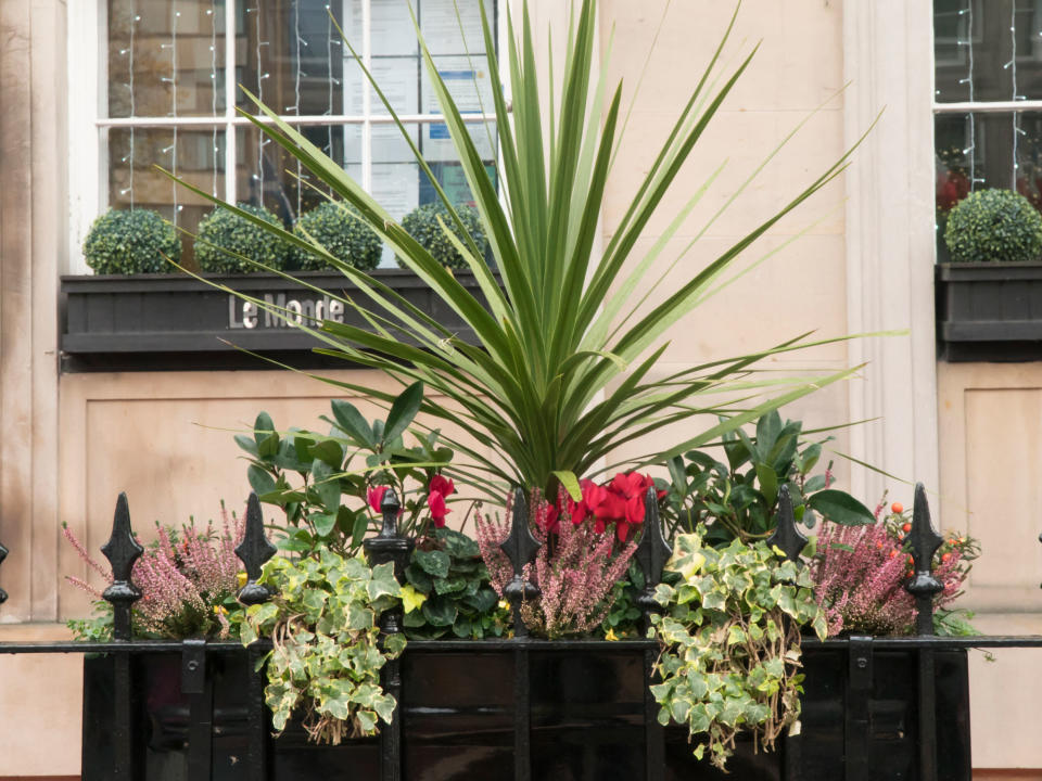 window box with phormium and cyclamen