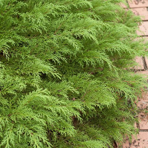 20) Siberian Cypress