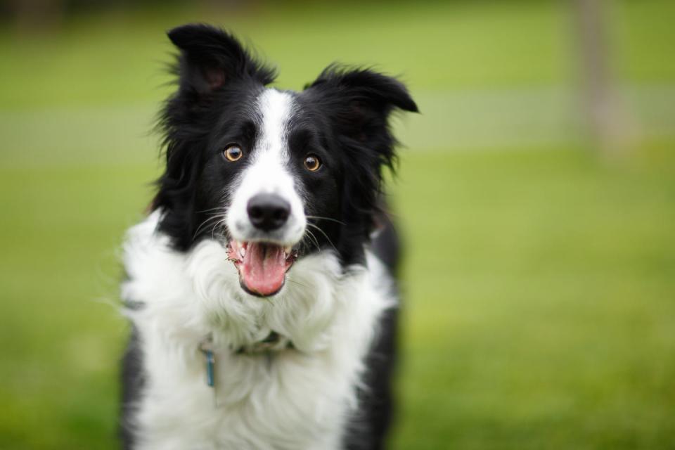 4) Border Collie