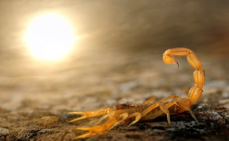 Wildlife Photographer of the Year 2014