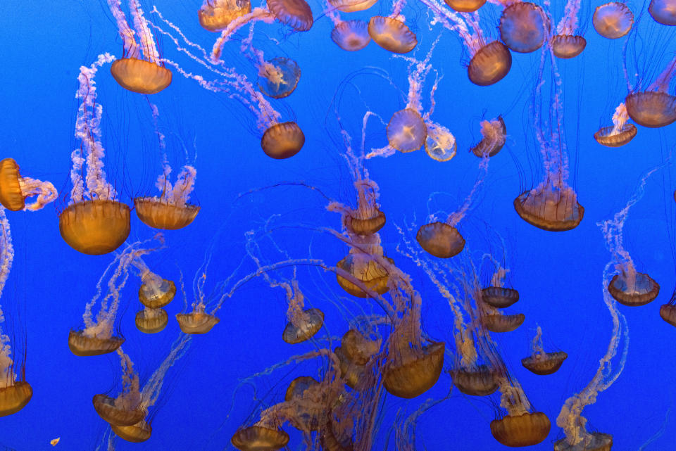 Monterey Bay Aquarium, Monterey, California