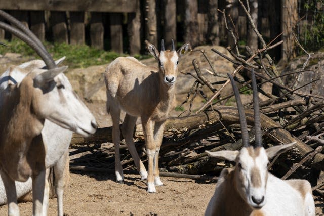 Scimitar-horned oryx calf born at Marwell Zoo