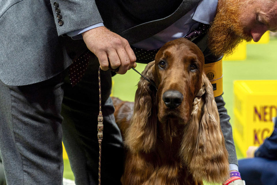Image: cute dog pet competition Westminster Kennel Club Dog show Boo, irish setter breed canine  (Julia Nikhinson / AP)