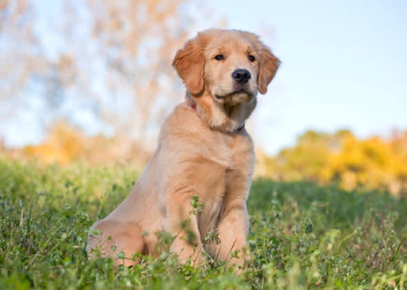 Golden Retriever