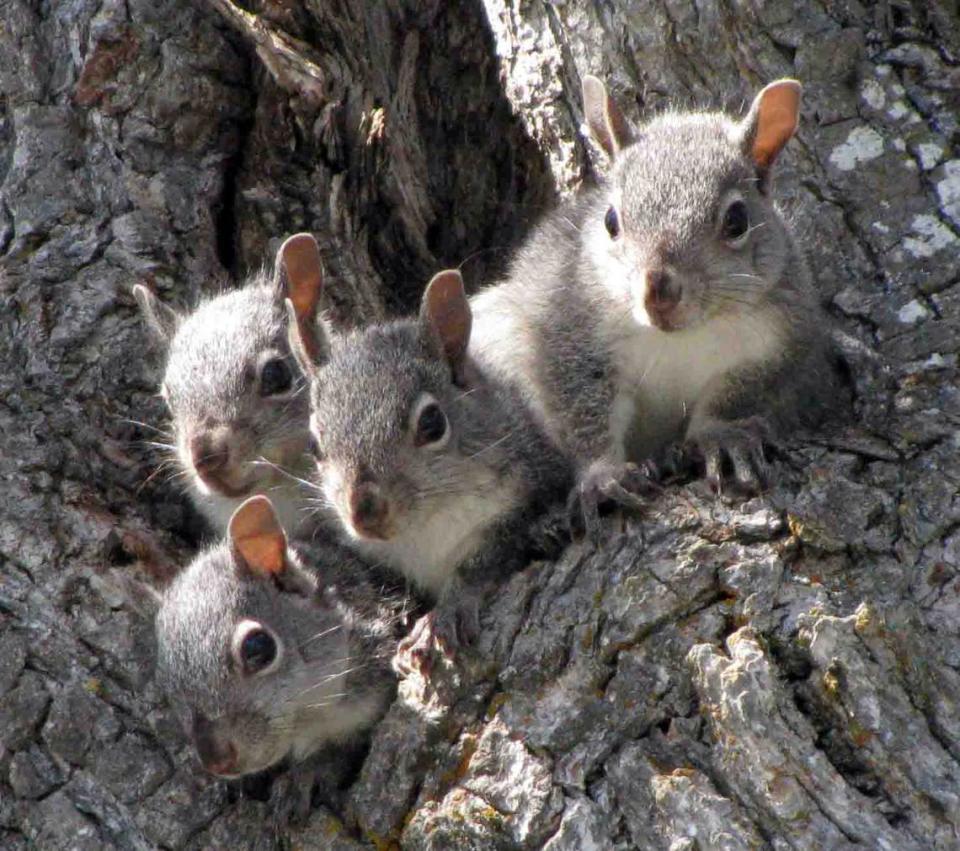 The Western gray squirrel is one of many squirrel species in the Pacific Northwest.