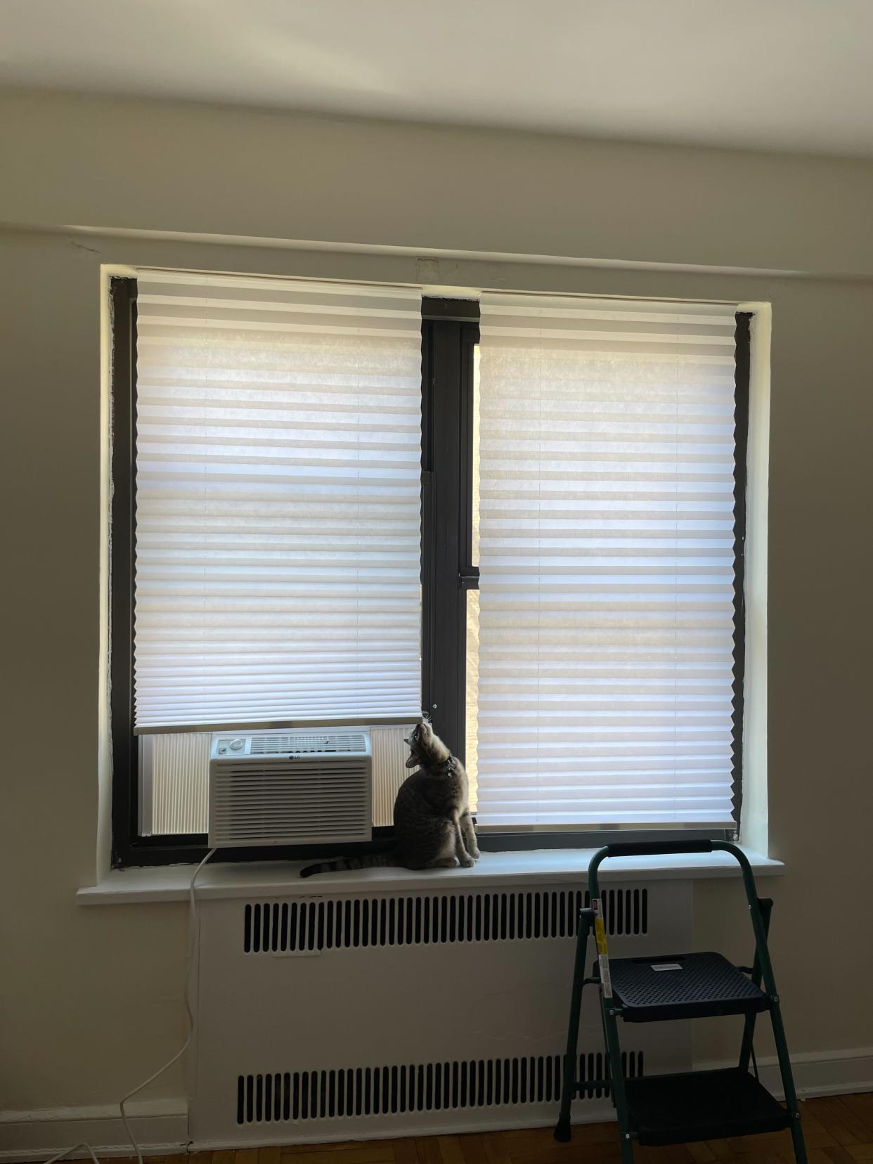 In her new apartment, Zoe Malin abandoned curtain rods and hung up stuck no-nail adhesive shades instead. (Zoe Malin)