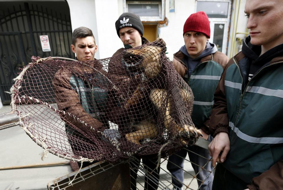 A stray dog is taken from the street by dog catchers in Bucharest
