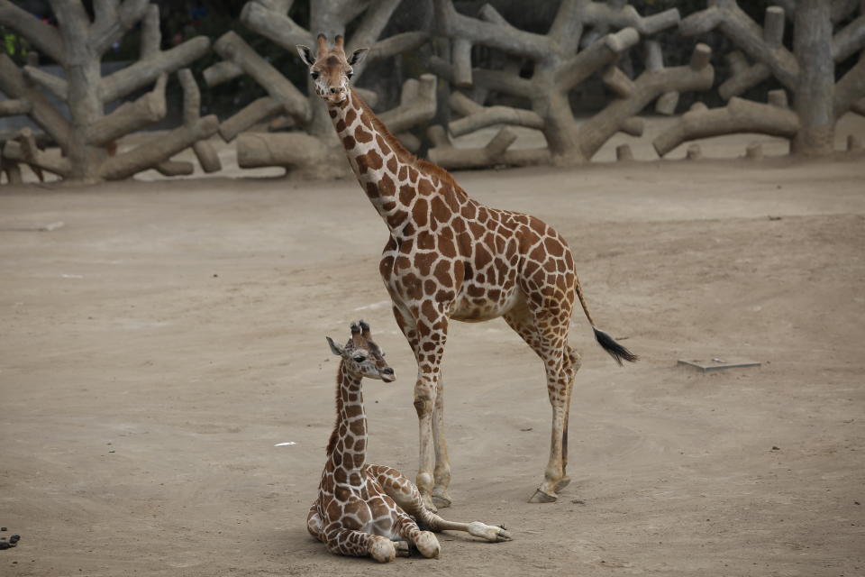 A two-month-old giraffe sits in her enclosure at the Chapultepec Zoo in Mexico City, Sunday, Dec. 29, 2019. The Mexico City zoo is celebrating its second baby giraffe of the year. The female giraffe was unveiled this week after a mandatory quarantine period following her Oct. 23 birth. She will be named via a public vote. (AP Photo/Ginnette Riquelme)