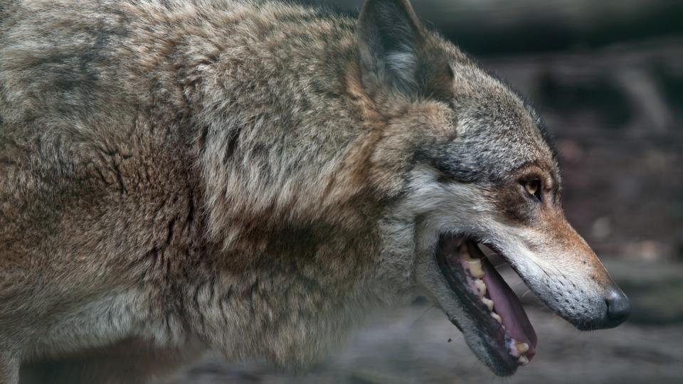 A close-up picture of an Arctic, or Siberian, wolf.