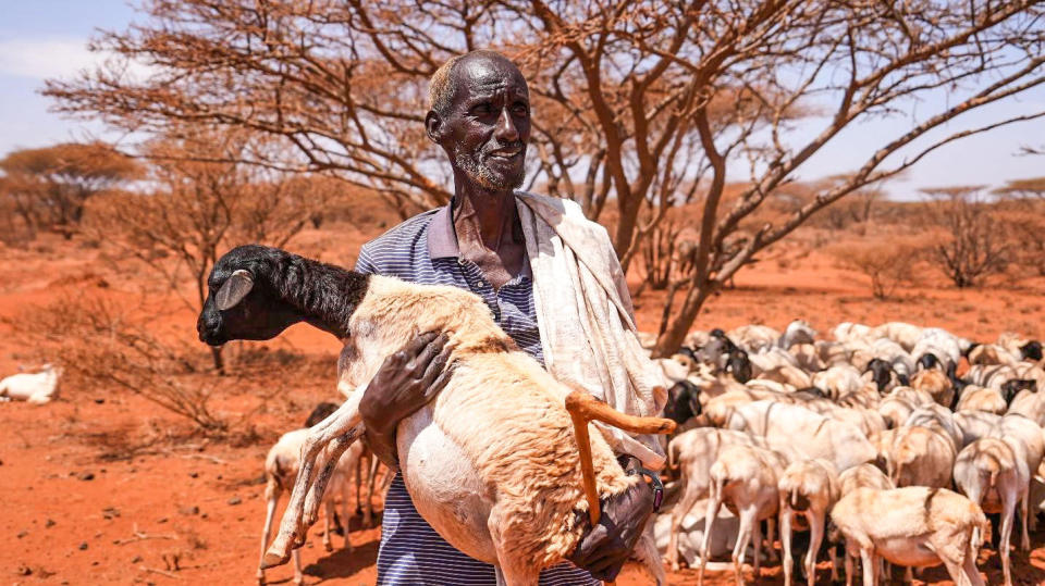 Ali Arif, tall and gaunt, stands in a brick-red, arid landscape with his emaciated goats behind him, holding his shepherd's crook and a goat with a distended belly.